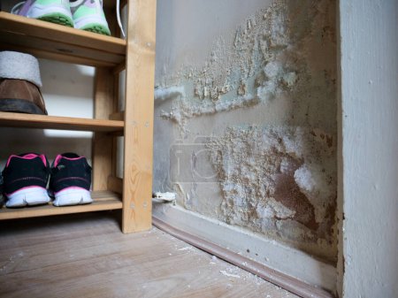 Photo for Fluffy white mould on internal wall inside of footwear storage closet, paint cracking and falling on the floor. - Royalty Free Image