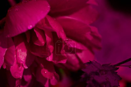 Photo for Close up beautiful fresh magenta background with flowers. Plant with selective focus. Abstract beautiful backdrop for text or advertising. - Royalty Free Image