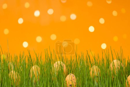 Foto de Huevos de naranja de Pascua decorados en hierba. Concepto de la búsqueda de huevos de Pascua. Banner de postal o folleto con espacio de copia para texto. - Imagen libre de derechos