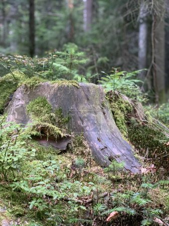 Téléchargez les photos : Nahaufnahme eines Baumstumpfes im Wald - en image libre de droit