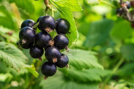 Photo for Bush of black currant with ripe bunches of berries and leaves on blurred natural green background. Harvesting on farm or in garden. - Royalty Free Image
