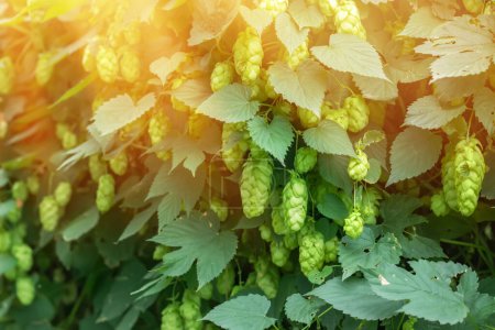 Photo for Green fresh hop cones for making beer and bread closeup, agricultural background - Royalty Free Image
