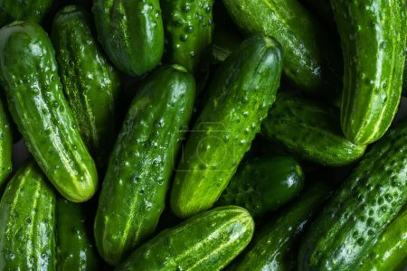 Photo for Fresh green cucumbers. Texture pattern background green cucumbers. Image fresh green cucumbers. - Royalty Free Image