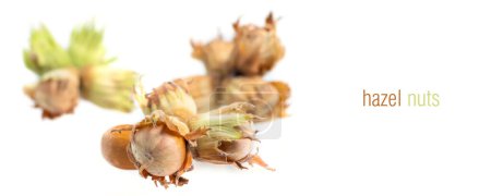 Photo for Forest nuts hazel nuts isolated on white background - Royalty Free Image