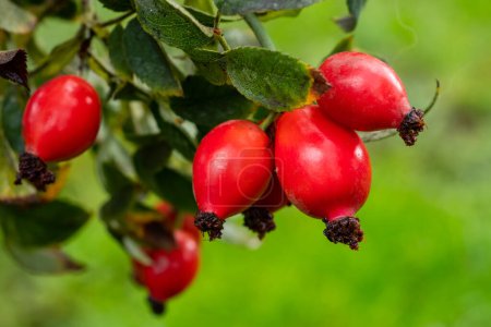 Red rose hips of dog rose. Rosa canina, commonly known as the dog rose.