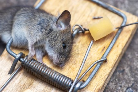 Dead house mouse in a mousetrap on a grey background