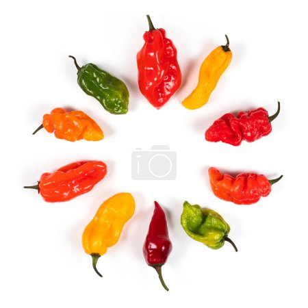 Foto de Una colorida mezcla de los chiles más frescos y picantes. - Imagen libre de derechos
