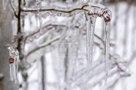 Photo for Closeup of icicles hanging from branch coated in ice from a winter ice storm. - Royalty Free Image