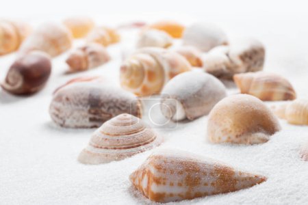Different seashells on sand. Sea summer vacation background.