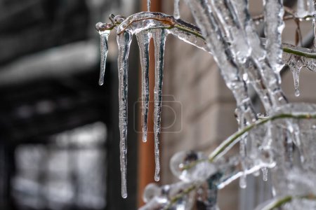 Closeup of icicles hanging from branch coated in ice from a winter ice storm.