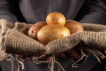 Photo for Hands holding harvested potatoes close up. - Royalty Free Image