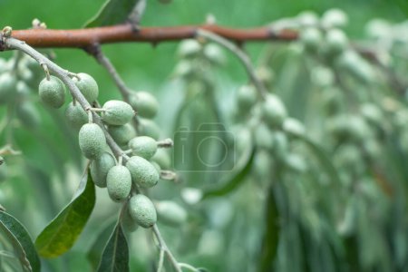 Foto de Hojas y frutos, Árbol del Paraíso. Elaeagnus angustifolia - Imagen libre de derechos
