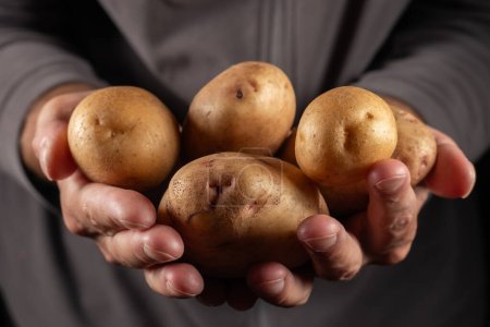 Photo for Fresh potatoes in male hands close up. - Royalty Free Image