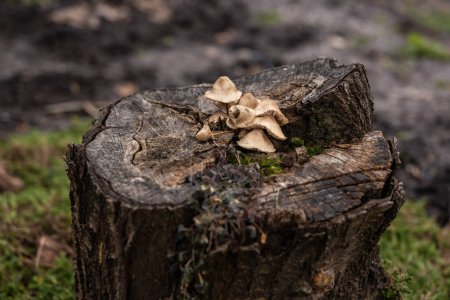 Small mushroom growing on top of mossy tree stump,