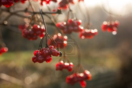 Photo for Red viburnum berries on a branch in the garden. Ripening fruits of viburnum vulgaris. Guelder rose or viburnum red berries and leaves in the autumn outdoors. - Royalty Free Image