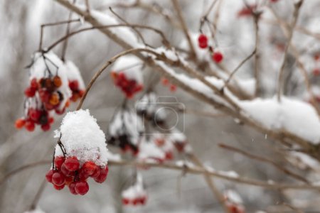 Photo for Red bunches of viburnum branches covered with the first winter snow. Bouquet red viburnum under the snow. A bunch of mountain ash under the snow. - Royalty Free Image