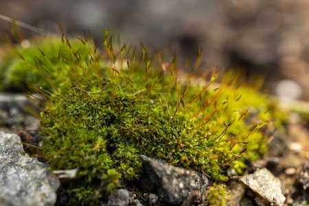 Closeup of green moss in autumn light.