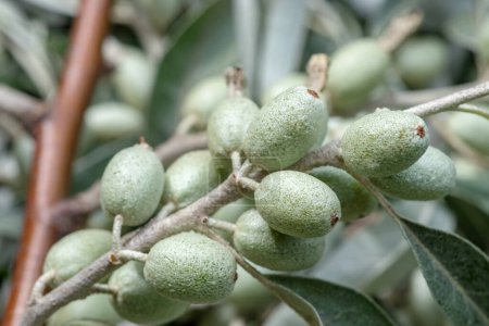 Closeup of Elaeagnus angustifolia commonly called Russian olive, silver berry, oleaster, Persian olive, or wild olive branch with green fruits