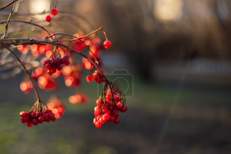 Photo for Red viburnum berries on a branch in the garden. Ripening fruits of viburnum vulgaris. Guelder rose or viburnum red berries and leaves in the autumn outdoors. - Royalty Free Image