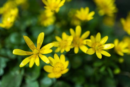 Caltha palustris - Fleurs de boutons d'or jaunes sur une plante.
