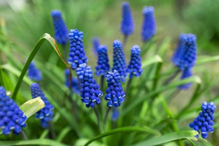Muscari-Blüten, Muscari armeniacum, Traubenhyazinthen Frühlingsblumen blühen im April und Mai. muscari armeniacum Pflanze mit blauen Blüten.