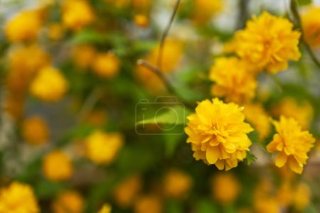 Kerria japonica tree with bright yellow flowers.