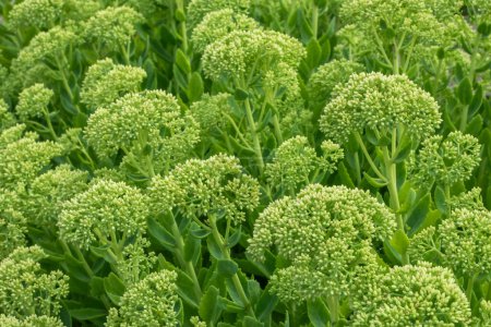 Plant Sedum Spectabile or Hylotelephium Spectabile is ready to bloom. Green round leaves background