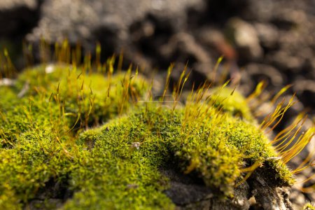 Beautiful Bright Green moss grown up cover the rough stones and on the floor in the forest. Show with macro view. Rocks full of the moss texture in nature.