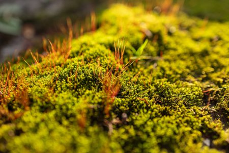 Closeup of green moss in autumn light.