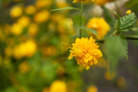 Background of profusely flowering double yellow flowers kerria japonica.