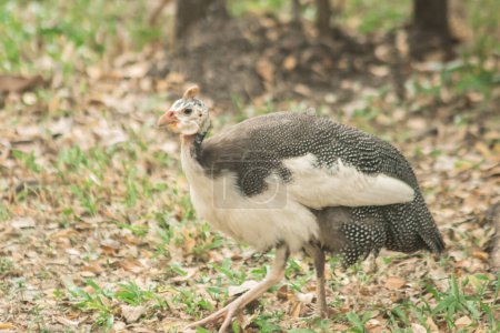Photo for The Guinea fowl, Guinea hen, are medium-sized chickens. Its body hair is grayish-black and dotted with small white dots. - Royalty Free Image