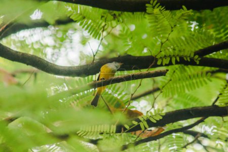 Téléchargez les photos : Tailorbird sur une branche est un petit oiseau. Il aime bouger sa queue de haut en bas et sauter tout le temps. - en image libre de droit