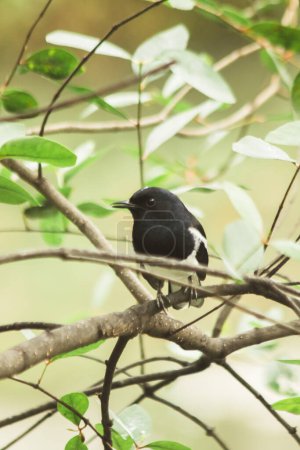 Photo for Oriental magpie robin on a branch an insectivorous bird Appearance of the body is shiny black. The chest down will be white. - Royalty Free Image