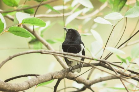Photo for Oriental magpie robin on a branch an insectivorous bird Appearance of the body is shiny black. The chest down will be white. - Royalty Free Image