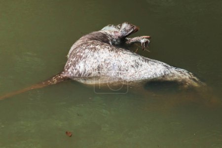 Photo for The corpse of a dead wild deer floats in the water. The corpse of a dead deer floats in the water and begins to decompose. - Royalty Free Image