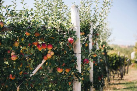 Obstgarten mit Spalierapfelbäumen. Reife rote Äpfel können im Apfelgarten gepflückt werden.Selektiver Schwerpunkt