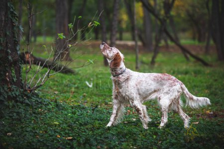 Photo for Young female Orange Belton English Setter  hunting. Beautiful hunting dog is standing in a point in the woods . Selective focus - Royalty Free Image