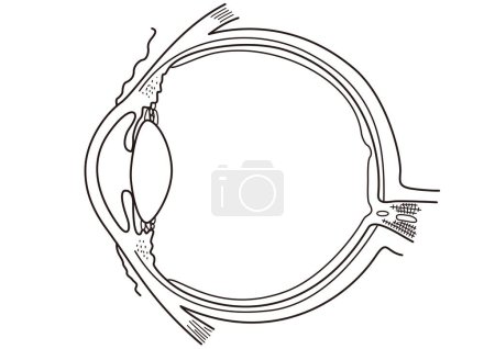 Téléchargez les illustrations : Vue transversale de la structure de l'œil humain - en licence libre de droit