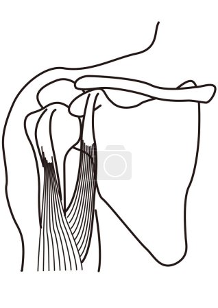 Photo for Structure of the human shoulder joint - Royalty Free Image