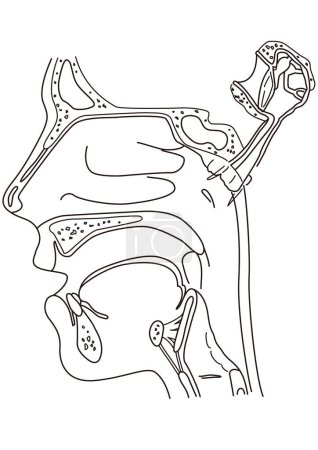 Téléchargez les illustrations : Diagramme transversal montrant la structure pharyngée vue du côté du visage humain - en licence libre de droit