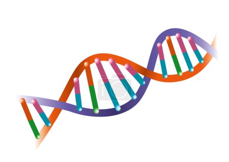Téléchargez les illustrations : Diagramme de structure à double hélice d'ADN coloré - en licence libre de droit