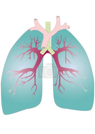 Illustration for Medical illustration of lungs, an organ of the respiratory system - Royalty Free Image