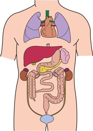 Ilustración médica de órganos internos del cuerpo humano
