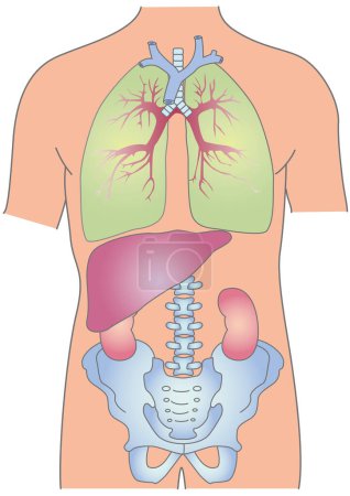 Medical illustration of human body internal organs and pelvis