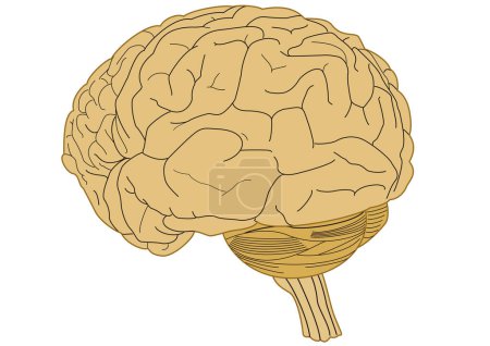 Schéma cerveau humain et tronc cérébral