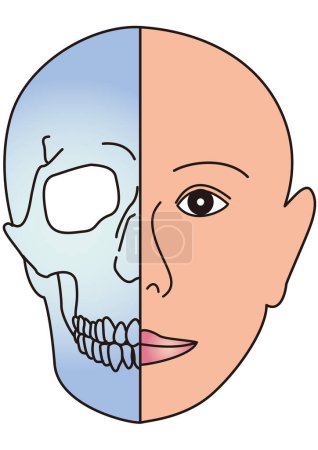 Zweiseitiges Diagramm menschlicher Gesichtsoberfläche und Knochen
