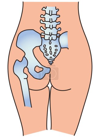 Structural diagram of the waist and buttocks of the human body