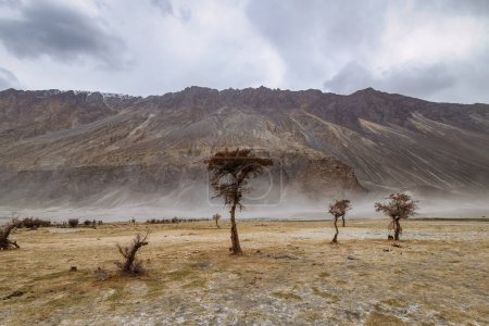 Foto de Un árbol en medio del desierto, Hunder Sand Dunes of Nubra Valley en Leh Ladakh, India, - Imagen libre de derechos