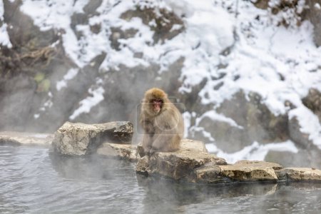 Photo for Japanese Snow monkey family,Jigokudani Monkey Park, Nagano, Japan - Royalty Free Image