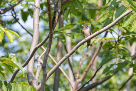 Foto de Tragar posado en una rama mira a su alrededor para la comida - Imagen libre de derechos